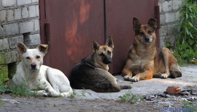 На ТОТ Херсонщини масово труять безпритульних собак - «Жовта стрічка»