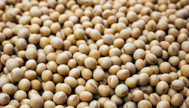 У зерновій асоціації заявляють про рекордний урожай та експорт сої в минулому сезоні