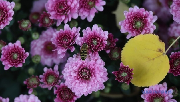 В Екопарку під Харковом розпочався «Бал хризантем»