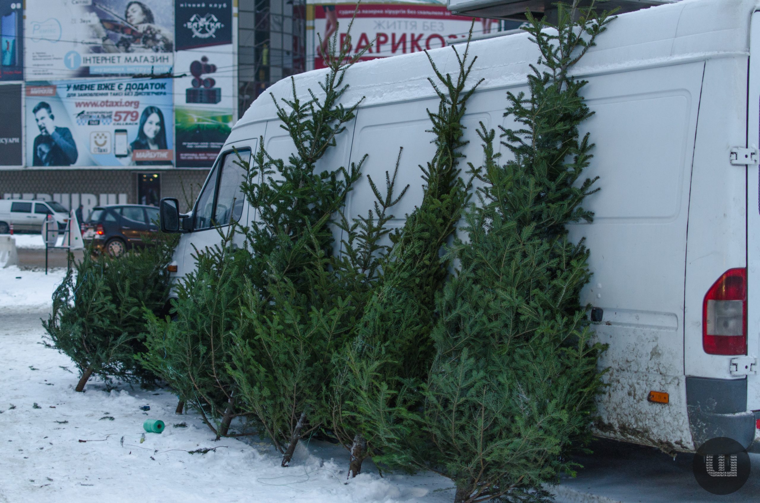 У Чернівцях із 1 грудня стартує продаж новорічних ялинок: визначили понад 10 локацій 6 u chernivcjah iz 1 grudnja startuye prodazh novorichnih jalinok viznachili ponad 10 lokacij 7efa3a8