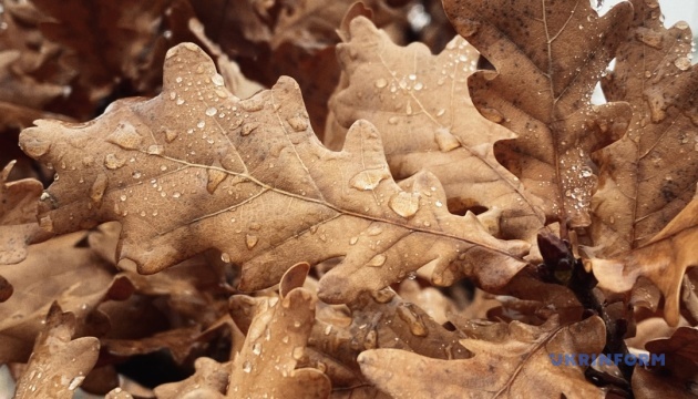 В Україні 1 грудня буде до +12°, в деяких областях дощитиме