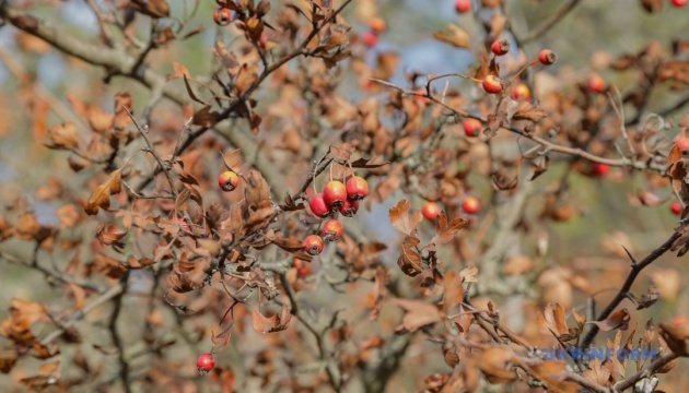 В Україні у вівторок переважно без опадів, вдень до +8°