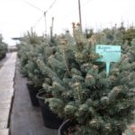 u cherniveckij oblasti planujut prodati ponad 26 tisjachi novorichnih derev 7a9354b