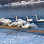 Понад 150 лебедів у селі на Буковині потребують допомоги