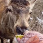 stan olenja borisa stabilizuvavsja veterinar 6de7532