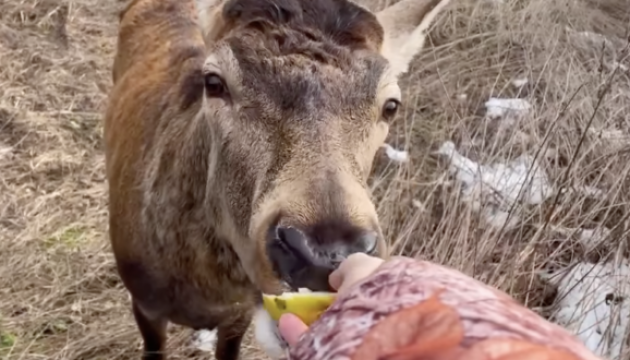 Стан оленя Бориса стабілізувався - ветеринар 5 stan olenja borisa stabilizuvavsja veterinar 6de7532