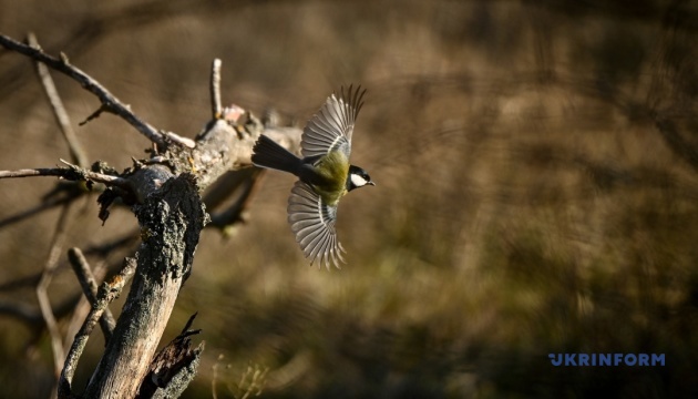 ukrayini u ponedilok prognozujut suhu pogodu progriye do 18deg 09c80da