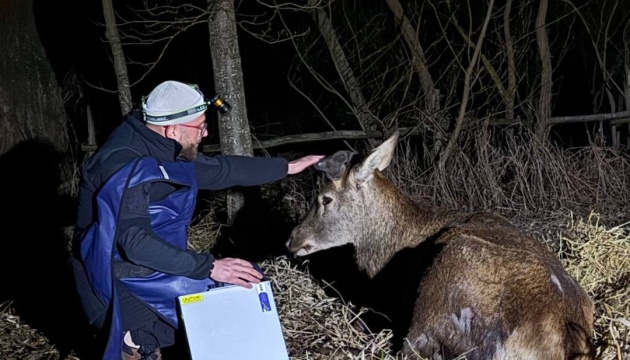uljublencja socmerezh olenja borisa ne dozvolili vezti na likuvannja u lviv zoozahisniki 1dfbf9b