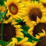 v ukrayini zrostajut cini na sonjashnik b8da3b4