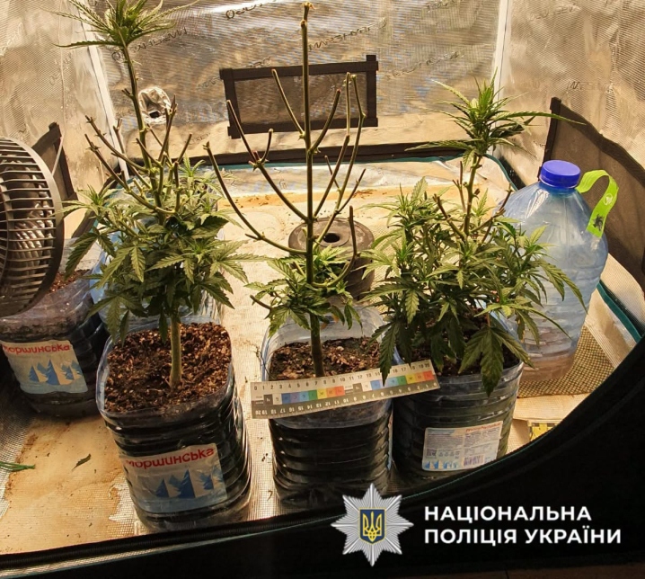 На Буковині виявили підозрюваних, які вирощували коноплі та канабіс